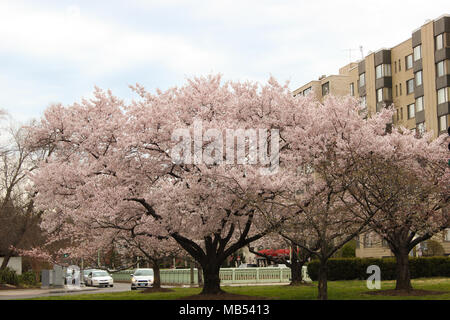 Cherry Blossom Bäume im Frühjahr Peak Bloom Stockfoto