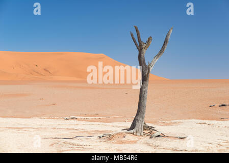 Die malerische Sossusvlei und Deadvlei, Ton und Salzpfanne mit geflochtenen Akazien, umgeben von majestätischen Dünen. Namib-Naukluft-Nationalpark, trave Stockfoto