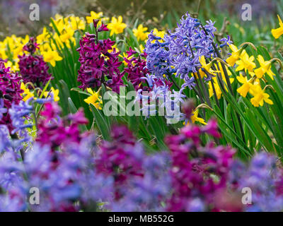 Hyazinthen und Narzissen in der Blume Frühling Norfolk Stockfoto