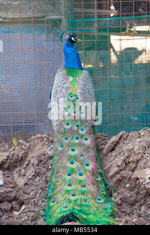 Peacock geschlossen Schwanz Rückansicht Stockfoto