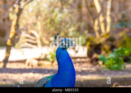 Peacock Kopf Nahaufnahme in open air Stockfoto
