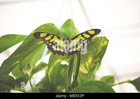 Philaethria Dido (knappe Bambus Seite, longwing Dido, oder Grün heliconia). Stockfoto