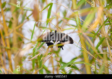 Common Mormon (Papilio polytes) auf einem Bambus Pflanze. Stockfoto