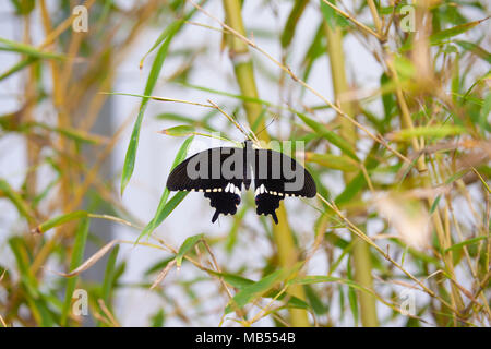 Common Mormon (Papilio polytes) auf einem Bambus Pflanze. Stockfoto