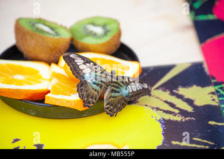 Clipper Schmetterling (Parthenos Sylvia) schmecken frische Früchte Stockfoto