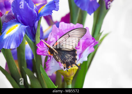 Gemeinsame Rose Schmetterling (Pachliopta hector) auf eine Iris Blume Stockfoto