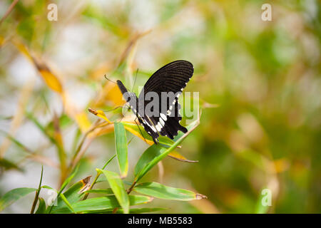 Common Mormon (Papilio polytes) auf eine bambuspflanze Stockfoto