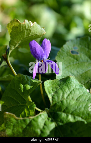 Nahaufnahme einer Viola Odorata, Süße Violett, Violett, Sizilien Stockfoto