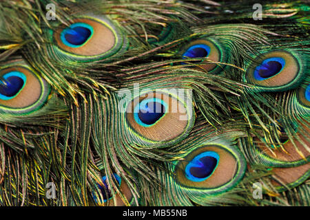 Grüne Pfauen/Pfau (Pavo muticus) Schwanzfedern Hintergrund Stockfoto
