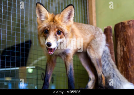 Nahaufnahme einer jungen schönen braunen Fuchs oder vulpes mit großen schwarzen Augen lecken und Posing Stockfoto