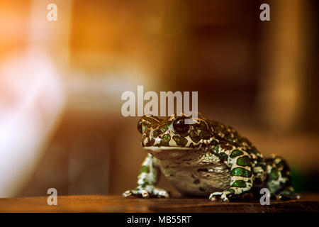 In der Nähe von einem schönen grünen gesichtet Frosch oder Pelophylax ridibundus mit großen schwarzen Augen sitzen auf einem Holzregal Stockfoto