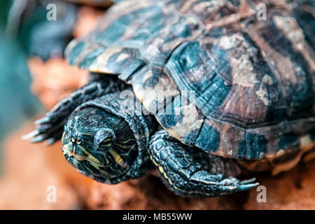 Nahaufnahme einer Zimt Schildkröte oder Testudines kriechen auf einem Stein in einem Zimmer Stockfoto