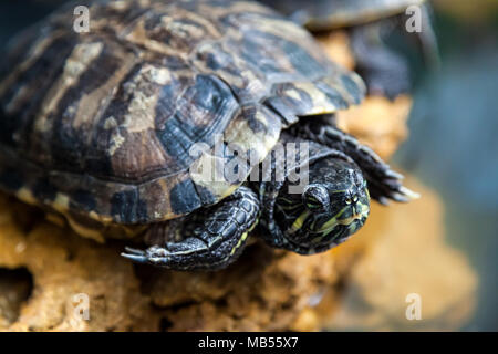 Nahaufnahme einer Zimt Schildkröte oder Testudines kriechen auf einem Stein in einem Zimmer Stockfoto