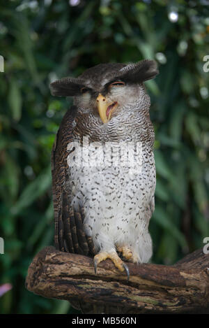 Gesperrt Malay Eagle Owl Stockfoto