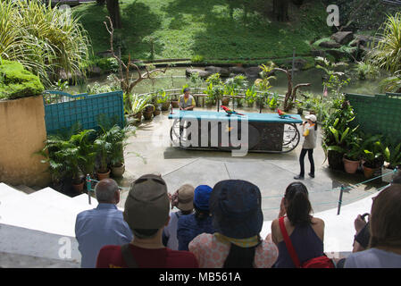 Show mit der Durchführung Aras Vogel Park Kuala Lumpur Malaysia Stockfoto