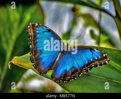 Blue Morpho Schmetterling Stockfoto