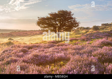 Rosa Heather in Blume auf Porlock gemeinsame Exmoor Stockfoto