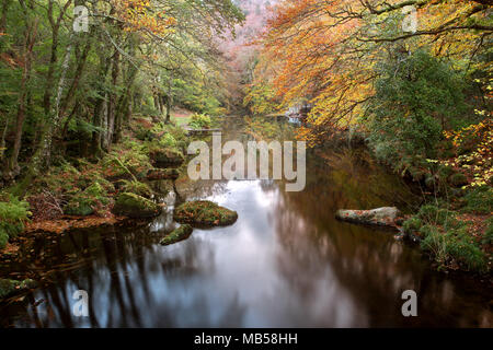 Herbst entlang des Flusses Teign in der Nähe von drewsteignton Devon Uk Stockfoto