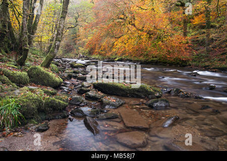 Der Fluss barle in der Nähe von Tarr Schritte im Herbst Exmoor Somerset Uk Stockfoto