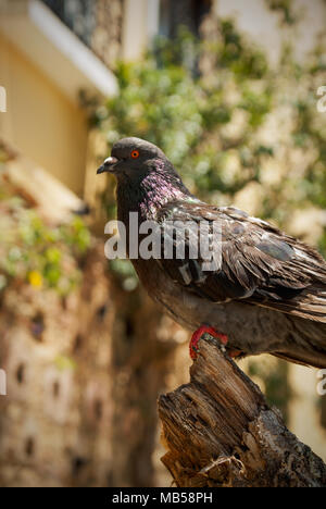 Nahaufnahme einer Felstaube auf einem gebrochenen Baumstamm im Parque Las Palomas (San Juan, Puerto Rico) Stockfoto