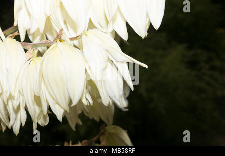 Adam's Needle (Yucca Filamentosa) Blumen Stockfoto