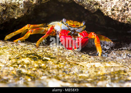 Nahaufnahme von einem hellen Sally Lightfoot Crab auf Felsen, Palm Island, Saint Vincent und die Grenadinen, Karibik. Stockfoto