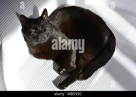 Schwarze Katze Aalen in der Sonne auf einem weißen Sofa Stockfoto