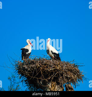 Schöne weiße Störche im Nest auf blauen Himmel backgroung, Frühling, Straßburg Stockfoto