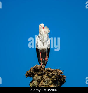 Schöne weiße Störche im Nest auf blauen Himmel backgroung, Frühling, Straßburg Stockfoto