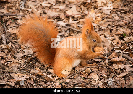 Das rote Eichhörnchen auf dem Boden isst eine Walnuss Stockfoto