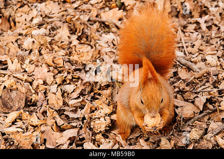 Das rote Eichhörnchen auf dem Boden isst eine Walnuss Stockfoto