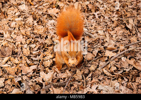 Das rote Eichhörnchen auf dem Boden isst eine Walnuss Stockfoto