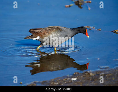 (Common Gallinule Gallinula galeata) auf der Suche nach Nahrung entlang des Lago de Chapala, Jocotopec, Jalisco, Mexiko Stockfoto