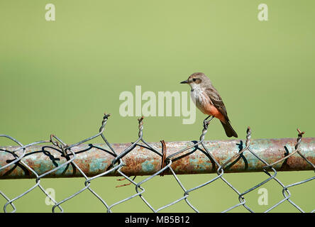 Zinnoberrot Schopftyrann (Pyrocephalus rubinus) Frau auf einem Zaun, Jocotopec, Jalisco, Mexiko Stockfoto