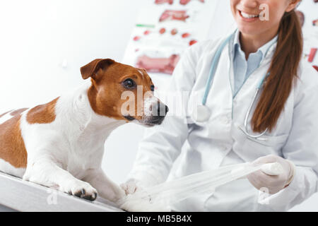 Frau setzt einen Verband auf verletzte Pfote Hund. Tierklinik Konzept. Dienstleistungen von einem Arzt für Tiere, die Gesundheit und die Behandlung von Haustieren Stockfoto