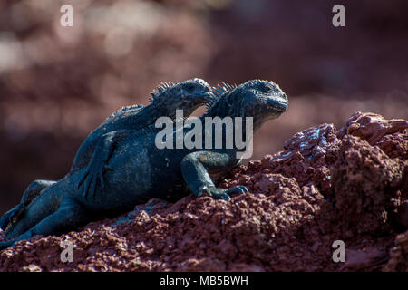 Unterarten der Galapagos mariner Leguan (Amblyrhynchus cristatus wikelskii), diese Unterart gilt als gefährdet und wird auf Rabida Insel gefunden. Stockfoto