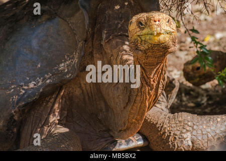 1 des Gefangenen Schildkröten an der Charles Darwin Forschungsstation in Puerto Ayora, auf den Galapagos Inseln in Ecuador. Teil einer Zucht in Gefangenschaft Projekt. Stockfoto