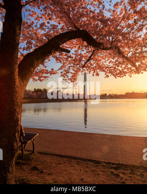Sonnenaufgang am Tidal Basin während der Kirschblüte Blüte Stockfoto