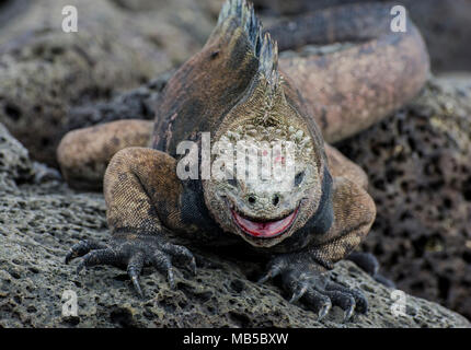 Ein Marine iguana (Amblyrhynchus cristatus) aggressiv in einem territorialen Streitigkeiten das Schauspiel, es ist von einem früheren blutigen Kampf mit einem anderen Mann. Stockfoto