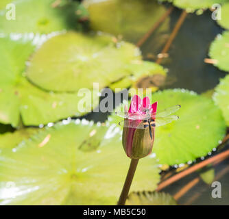 Doppel Libelle auf blühende Seerose im Teich in Darwin, Australien winged Stockfoto