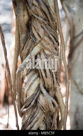 Detailansicht der Luftwurzeln auf einem Banyan Tree in Darwin, Australien Stockfoto
