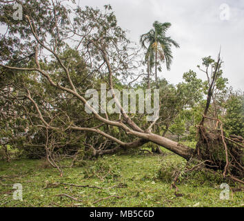 Gefallenen Baum nach dem Zyklon Marcus hit Bicentennial Park am Wasser in Darwin, Australien Stockfoto