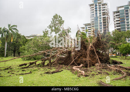 Darwin, NT, Australia-March 17,2018: umgefallene Baum nach dem Zyklon Marcus an Bicentennial Park mit Esplanade Apartment Gebäude in Darwin, Australien Stockfoto