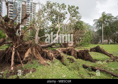 Darwin, NT, Australia-March 17,2018: umgefallene Baum nach dem Zyklon Marcus an Bicentennial Park mit Esplanade Apartment Gebäude in Darwin, Australien Stockfoto