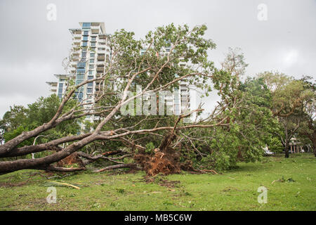 Darwin, NT, Australia-March 17,2018: umgefallene Baum nach dem Zyklon Marcus an Bicentennial Park mit Esplanade Apartment Gebäude in Darwin, Australien Stockfoto