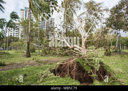 Darwin, NT, Australia-March 17,2018: umgefallene Baum nach dem Zyklon Marcus an Bicentennial Park mit Esplanade Apartment Gebäude in Darwin, Australien Stockfoto