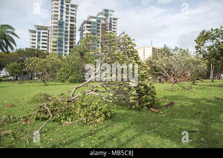 Darwin, NT, Australia-March 17,2018: umgefallene Baum nach dem Zyklon Marcus an Bicentennial Park mit Esplanade Apartment Gebäude in Darwin, Australien Stockfoto