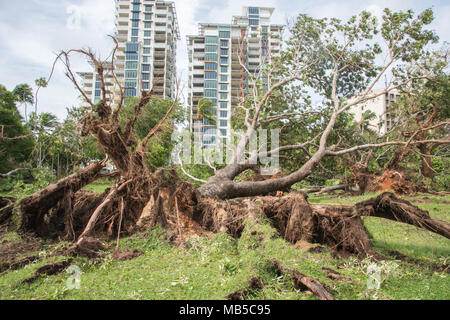 Darwin, NT, Australia-March 17,2018: umgefallene Baum nach dem Zyklon Marcus an Bicentennial Park mit Esplanade Apartment Gebäude in Darwin, Australien Stockfoto