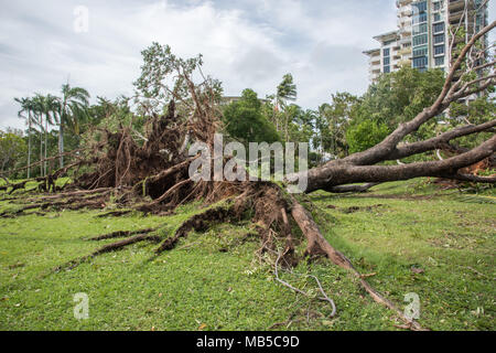 Darwin, NT, Australia-March 17,2018: umgefallene Baum nach dem Zyklon Marcus an Bicentennial Park mit Esplanade Apartment Gebäude in Darwin, Australien Stockfoto