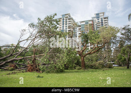 Darwin, NT, Australia-March 17,2018: umgefallene Baum nach dem Zyklon Marcus an Bicentennial Park mit Esplanade Apartment Gebäude in Darwin, Australien Stockfoto